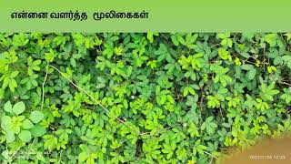 Siddha Medicine for Joint pain screenshot 5