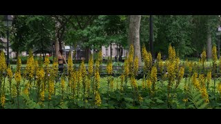 Lumix S9 6K Widescreen Cinematic Video: Exploring Washington Square Park, NYC