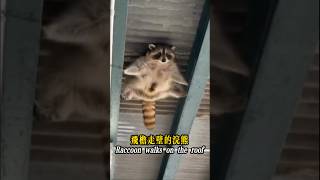 Raccoon crawling on the roof浣熊飛簷走壁 #raccoon #bear #浣熊