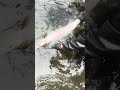 #fishing #steelheadfishing #steelhead #pnwfishing #troutfishing #fishingvideo #creekfishing #outdoor