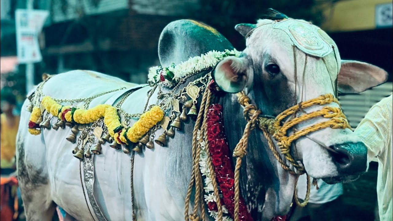 Buddala chinnaya gari seva garidi Sivajipalem