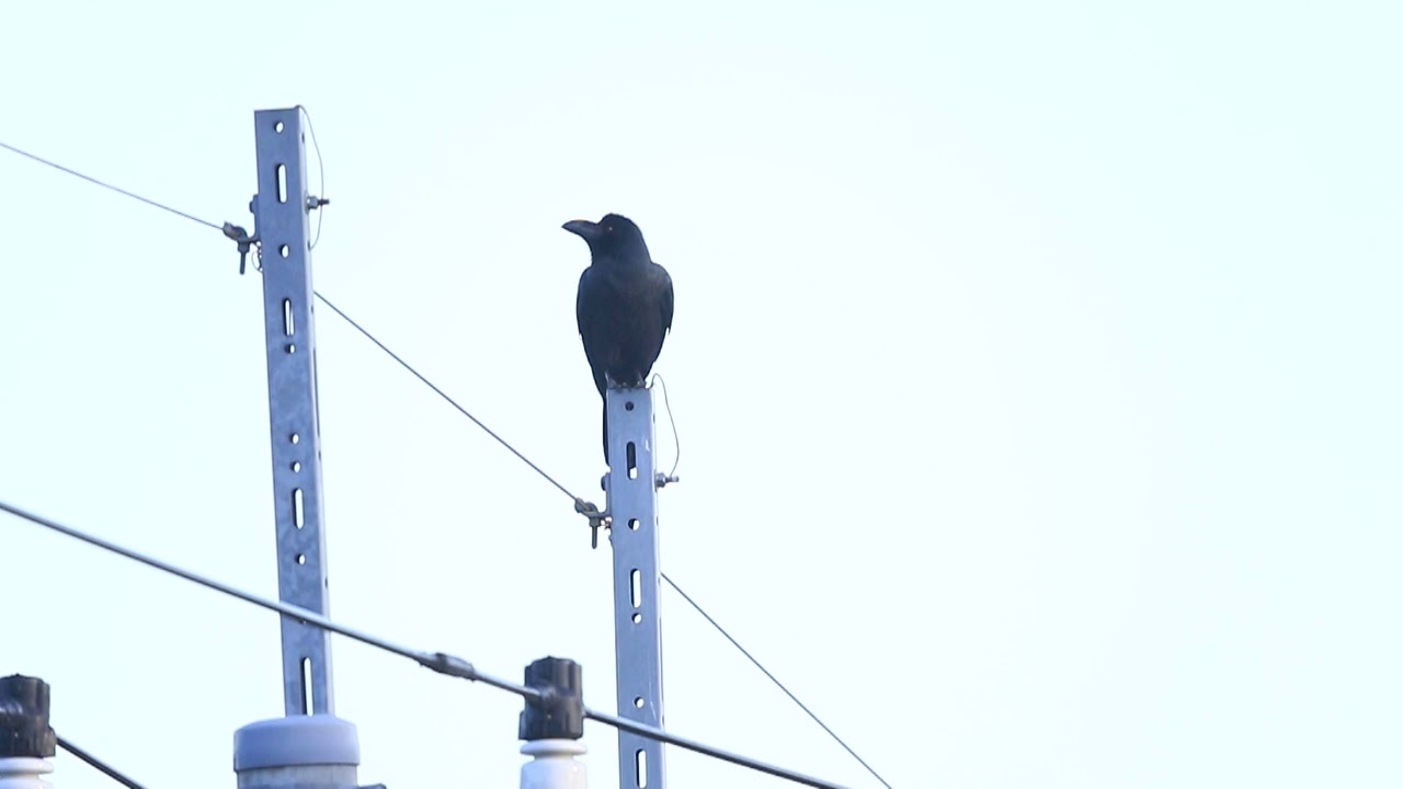 ♪鳥くん野鳥動画（埼玉県・中間平）変な声で鳴くハシブトガラス20181120~JO6A9866 - YouTube Nagaimasato/♪BirdKun