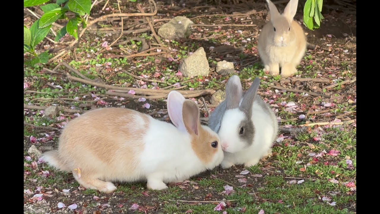 癒すよ】けしからん子うさぎ Part 2 !! 🐰🌸【大久野島】4K高画質で
