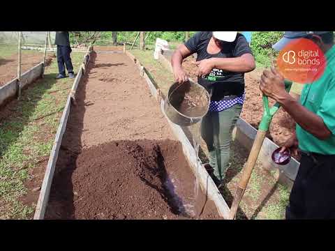 Video: Invernadero En El Otoño: Desinfección, Preparación Del Suelo