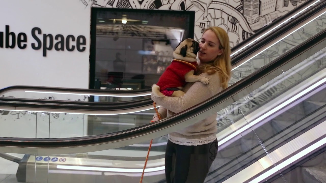 Office Dog Series | The Dooglers