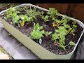 Raised bed refresh and ladybugs