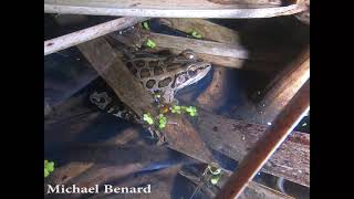 Calling Pickerel Frog April 2021