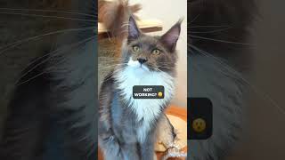 2023 Funny Cat Videos Compilation | Maine Coons Cats by SlowBlink Maine Coons 224 views 7 months ago 1 minute, 11 seconds