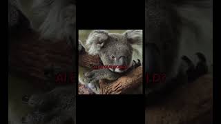 IF YOU HAD TO CHOOSE!// SPREAD AWARENESS//yt copyright sped up rahh// #edit #awareness #animals #fyp