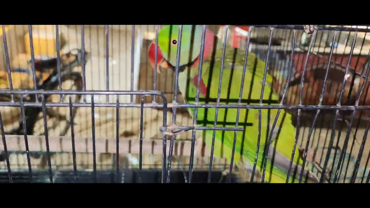 Photo inspiration: Alexandrine Parrots In Their Pet Shop Cage Photo Inspiration
