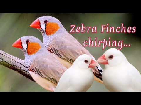 Zebra Finches chirping and singing sounds... - YouTube