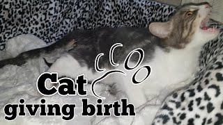 CAT GIVING BIRTH. THE 3 STAGES OF CAT BIRTH. ASMR STYLE.