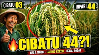 CIBATU 44: Is It Really a Cross Between Cibatu 03 × Inpari 44 Here Are Its Plant Characteristics!