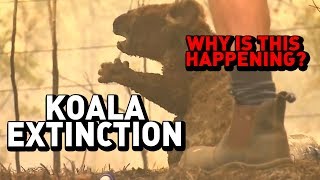 Koala Extinction Why Its Happening