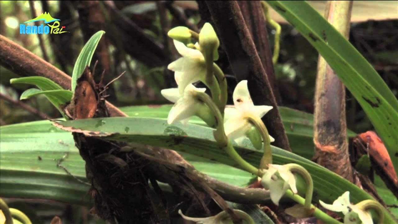 Rando Péï - Sentier Takamaka à Bébour  Departement