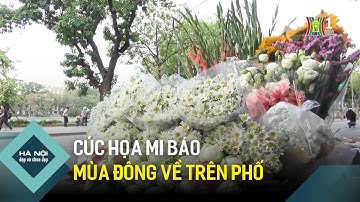 Cúc họa mi báo mùa đông về trên phố | Hà Nội đẹp và chưa đẹp
