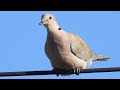 Collared Dove Call. Kumru sesi. Tyrkerdue lyd. Turkinkyyhky ääni.