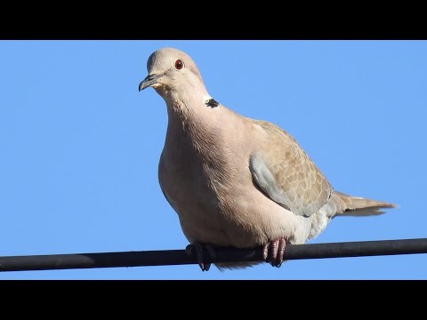 Collared Dove Call. Kumru sesi. Tyrkerdue lyd. Turkinkyyhky ääni.