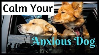 How to Keep Your Dog CALM with Nutri-Vet Pet-Ease screenshot 2