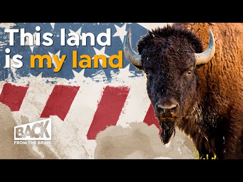 Video: Är bison på att dö ut?