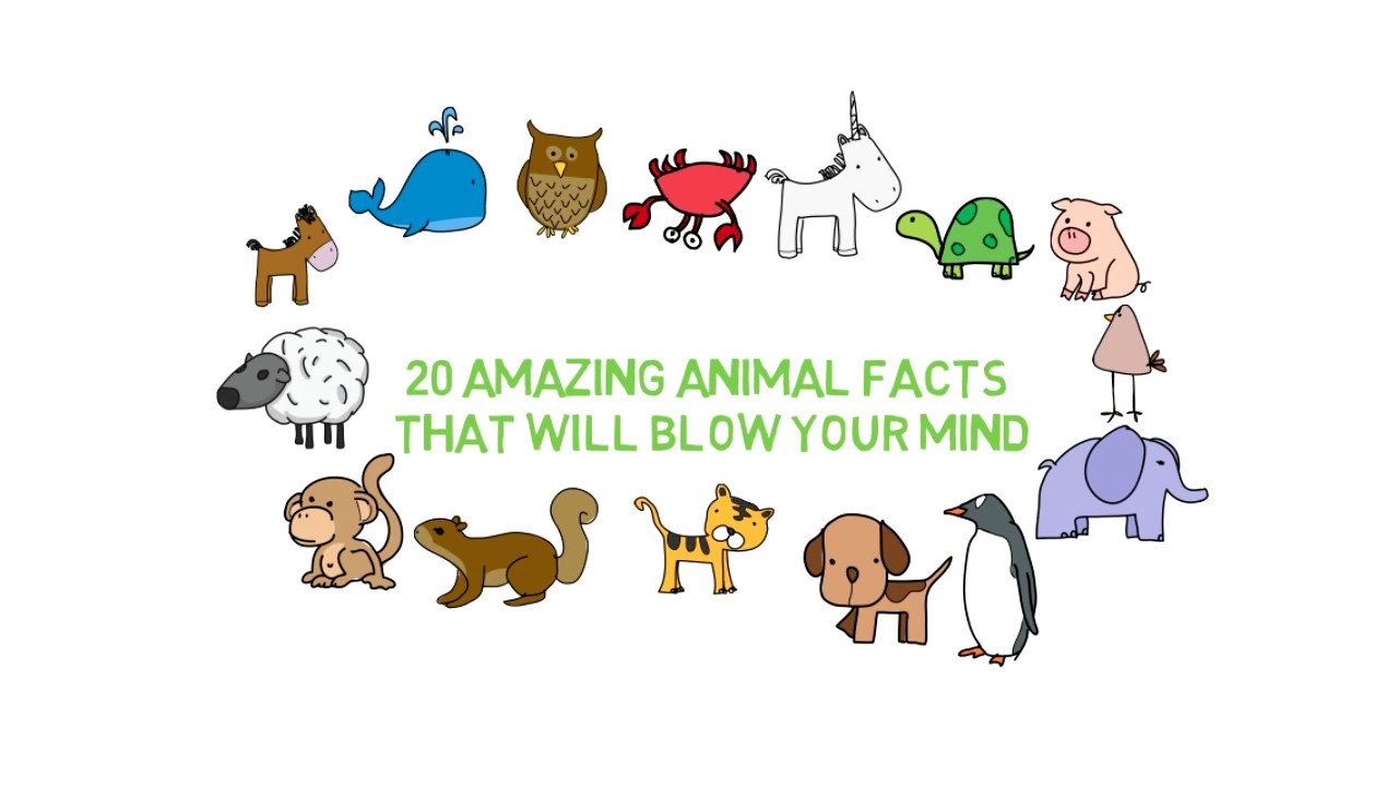 20 amazing animal facts that will blow your mind - YouTube
