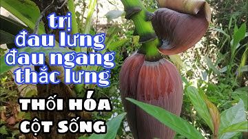 Bắp Chuối Già Cui và Dừa Lửa trị Đau Lưng,Đau thắc lưng,thoát hóa cột sống