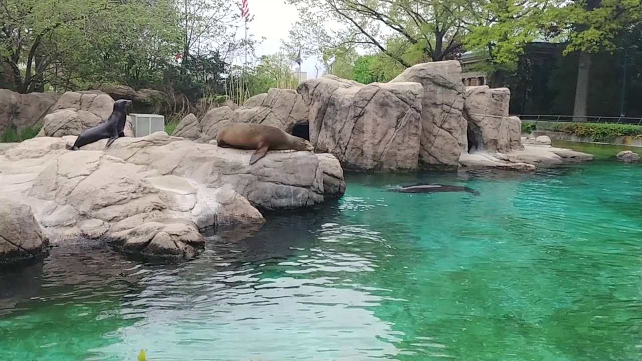 Seals at the bronx zoo - YouTube
