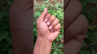 Asian Beetles Youve Never Seen