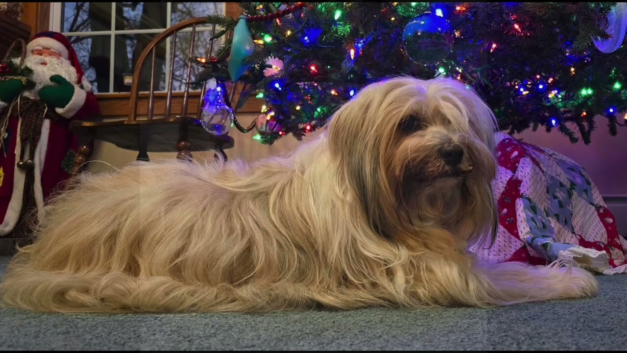 Tibetan Terrier Kiara Holiday Tidings 2025
