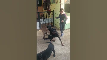سيف بيعمل راجل علي الكلاب 