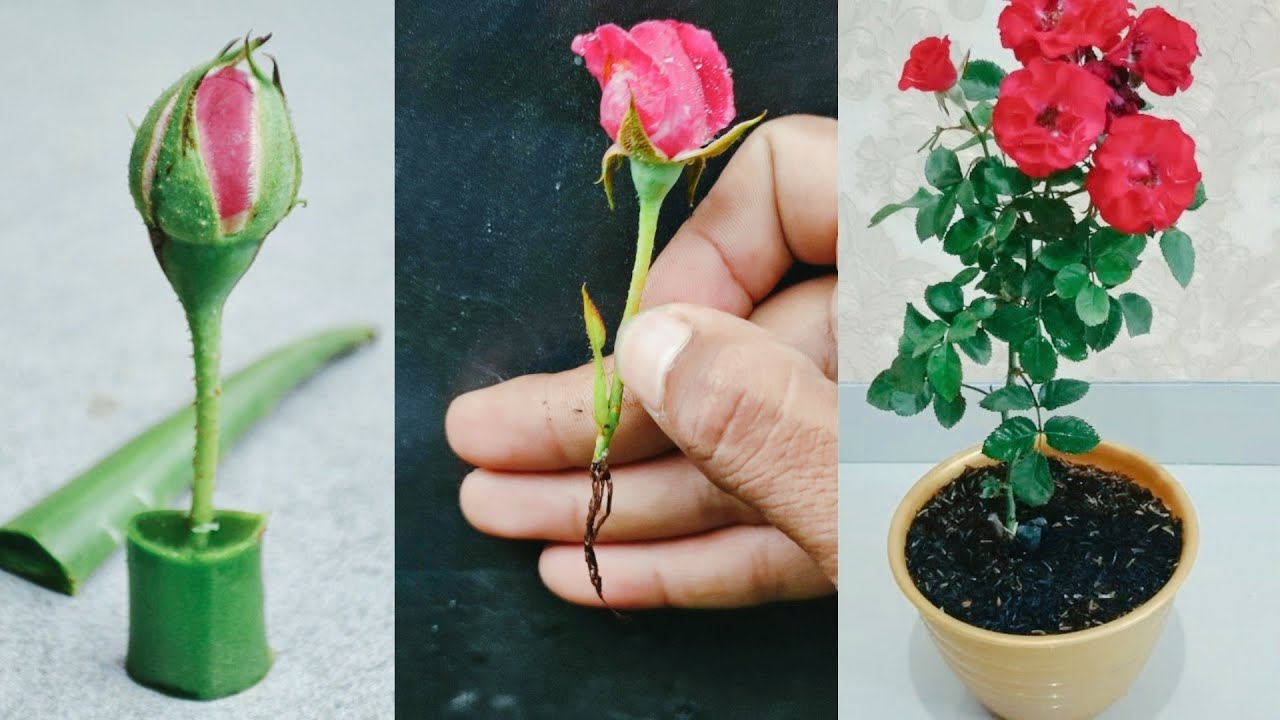 The method of growing red Roses from buds the whole world does not know ...