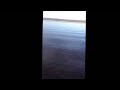 Beach vlog / buddy catches a fish!