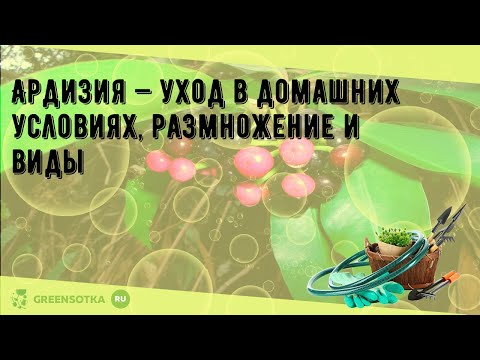 Ардизия — уход в домашних условиях, размножение и виды