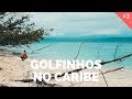 Golfinhos e Praias Paradisíacas em Bocas del Toro - Panamá | América Central #2