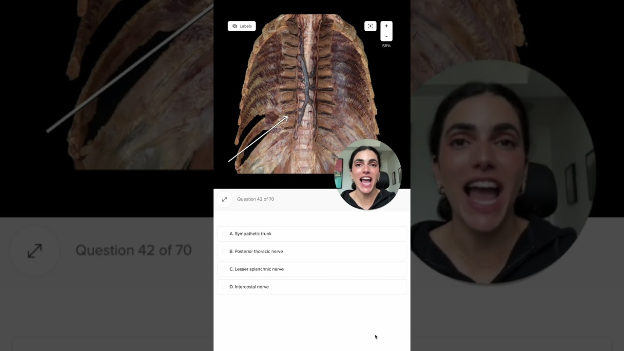 Cadaveric Anatomy of the Thorax