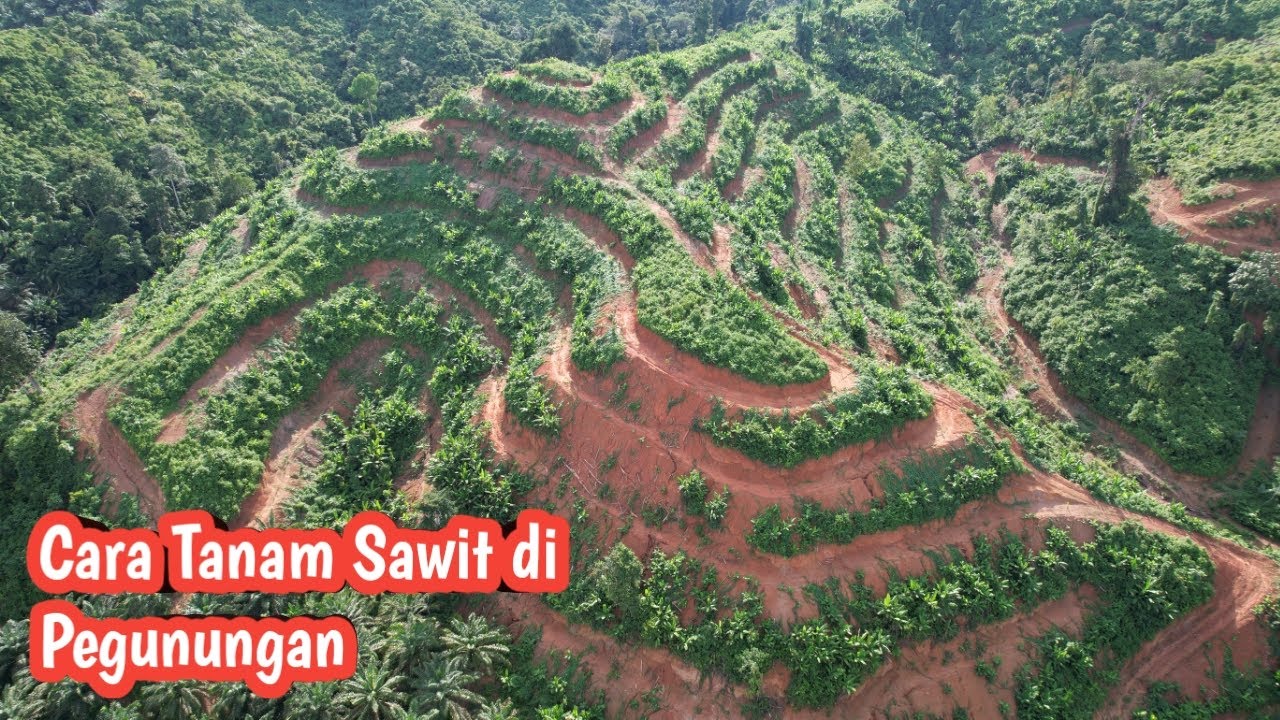 Inilah cara dan Resikonya Tanam Sawit di Pegunungan