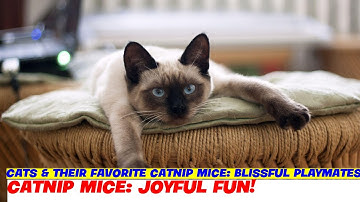 Cats & Their Favorite Catnip Mice: Blissful Playmates