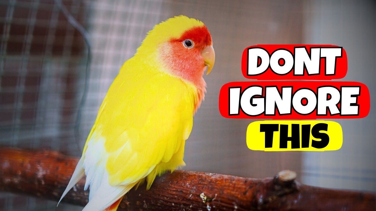 Всё, что пытается вам сказать ваш неразлучник