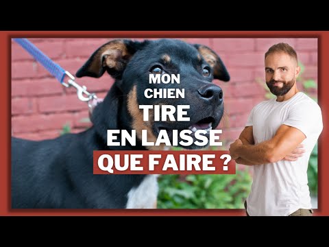 Vidéo: 5 astuces pour empêcher votre Golden Retriever de tirer sur la laisse