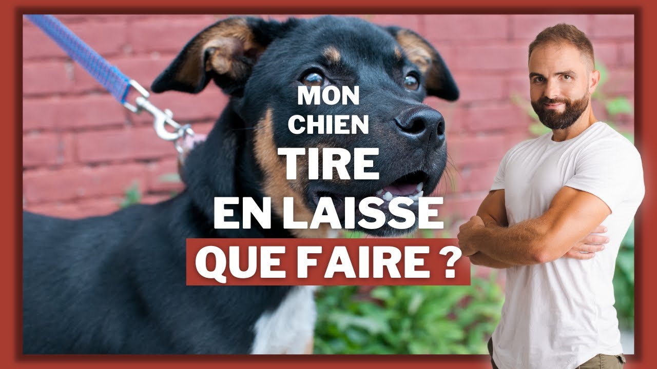 TEST - Nettoyeur de pattes, 😍Nettoyer les pattes de son chien en 3s ça  vous fais rêver ? 😀Nous aussi !! 🤔Mais.., By Esprit Dog - Tony  Silvestre