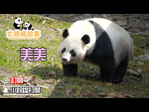 《大熊貓故事》第39期 大熊貓“美美”的故事 | iPanda熊貓頻道