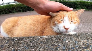 ジョギングコースによく喋る猫がいたのでナデナデしたらゴロゴロ喜んで寝転んだ