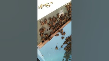 Adding a frame of brood appears to have convinced the swarm to move in.