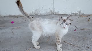 Beautiful cat is happy to see me by cute 607 views 8 months ago 4 minutes, 22 seconds