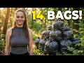 I Pulled 14 BAGS of Trash Out of This Forest!