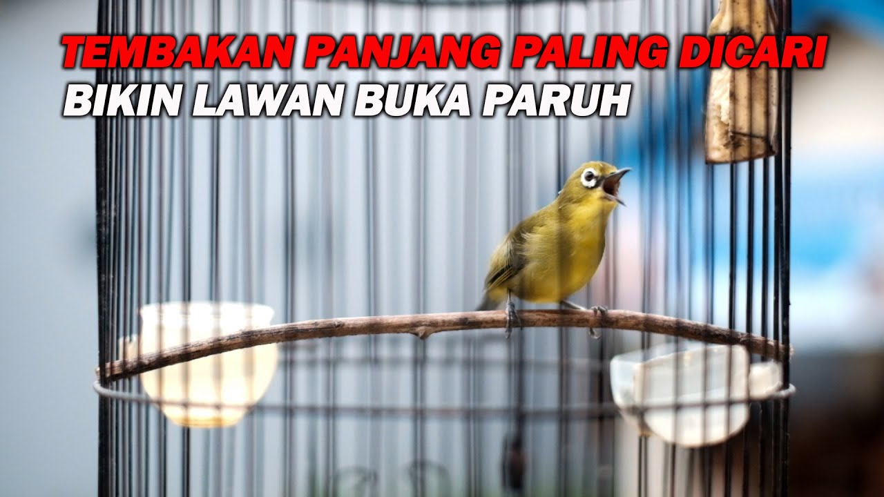 PANCINGAN PLECI TEMBAKAN PANJANG PALING DICARI BIKIN LAWAN NGOTOT DAN BUKA PARUH