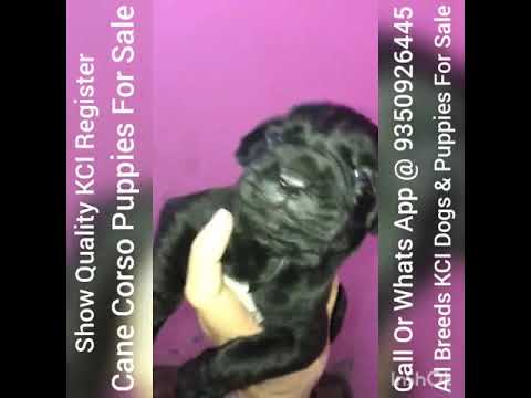 Cane Corso Kci Puppies For Sale In Delhi Haryana Punjab