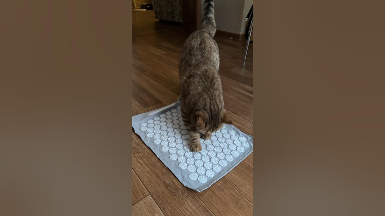 А я видела коты лежат на нем 🙈😅 #апликаторкузнецова #забавныеживотные # ...