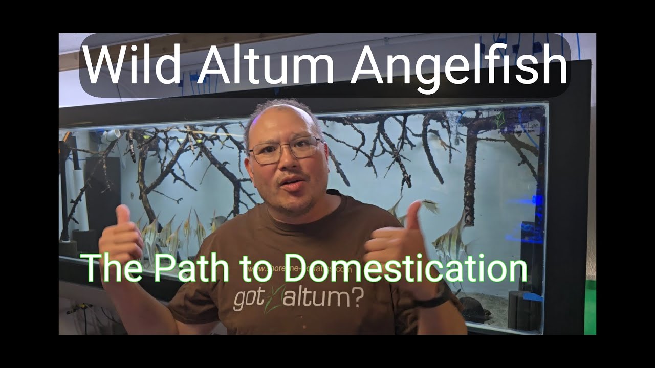 WILD ALTUM ANGELFISH & THE PATH TO DOMESTICATION
