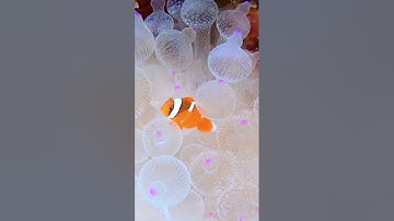 القرآن الكريم كاملا تلاوة القارئ الشيخ سعود الشريم، الجزء الخامس